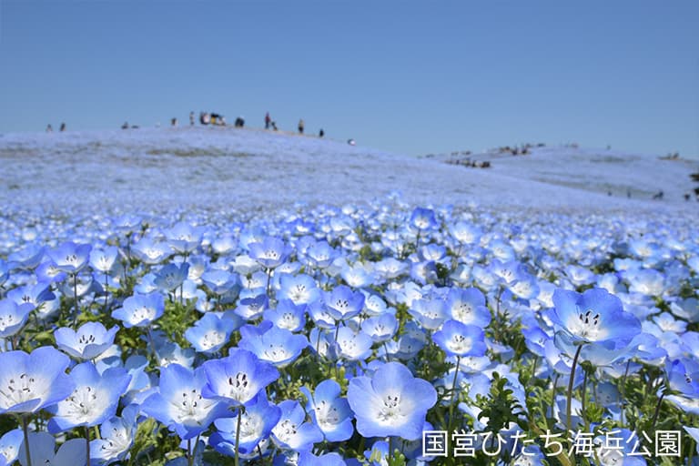 国営ひたち海浜公園